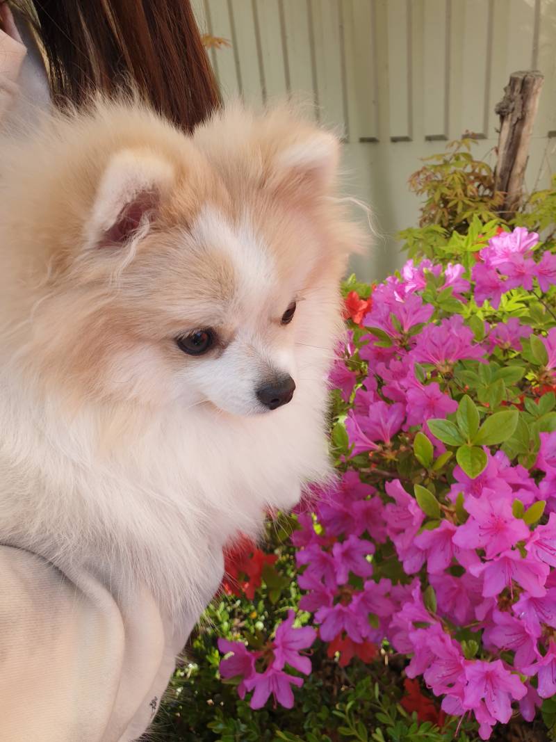 강아지랑 꽃이랑 사진 찍었어여🌷 | 인스티즈