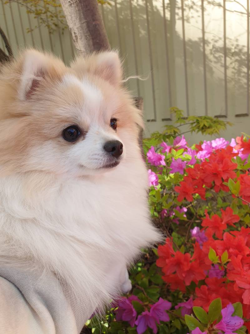 강아지랑 꽃이랑 사진 찍었어여🌷 | 인스티즈