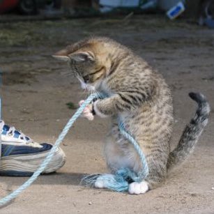 [잡담] 고양이가 노래하는 거 볼래?? | 인스티즈