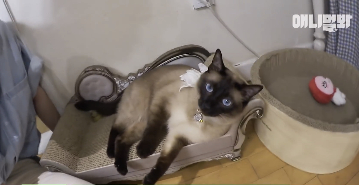 [잡담] 내본진 집 인테리어 진짜 이쁨 | 인스티즈