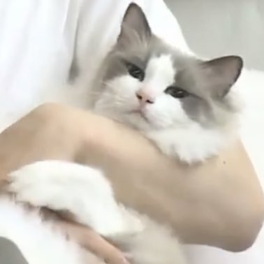 [잡담] 내 본진 고양이 봐줘 ㅜㅜㅠㅠㅜㅜㅜ | 인스티즈