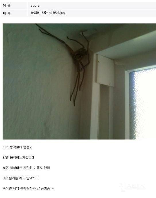 놀랍게도 한국에 산다는 거미(사진주의) | 인스티즈