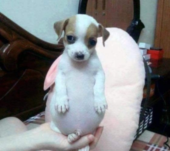 [잡담] 더보이즈 현재 고구마 잔뜩 먹은 강아지 | 인스티즈