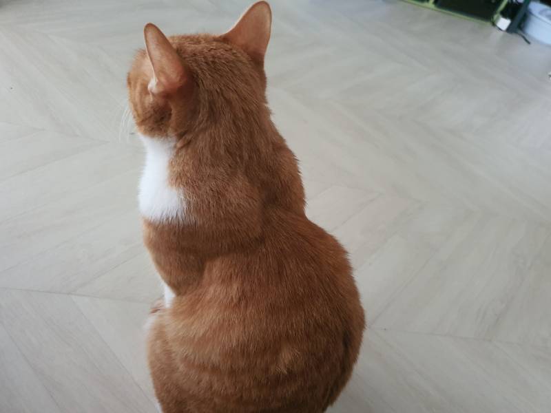 우리집 고양이는 오늘도 | 인스티즈