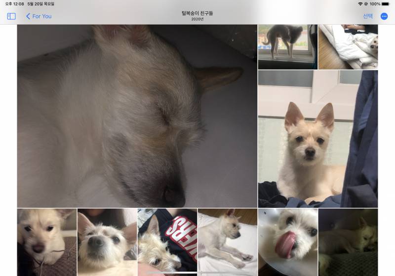 강아지 사진에 털복숭이 친구들이라고 뜨는거 너무 귀엽고 웃겨 ㅜㅜ | 인스티즈