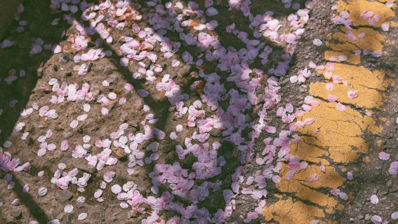 다양한 분위기로 벚꽃 | 인스티즈
