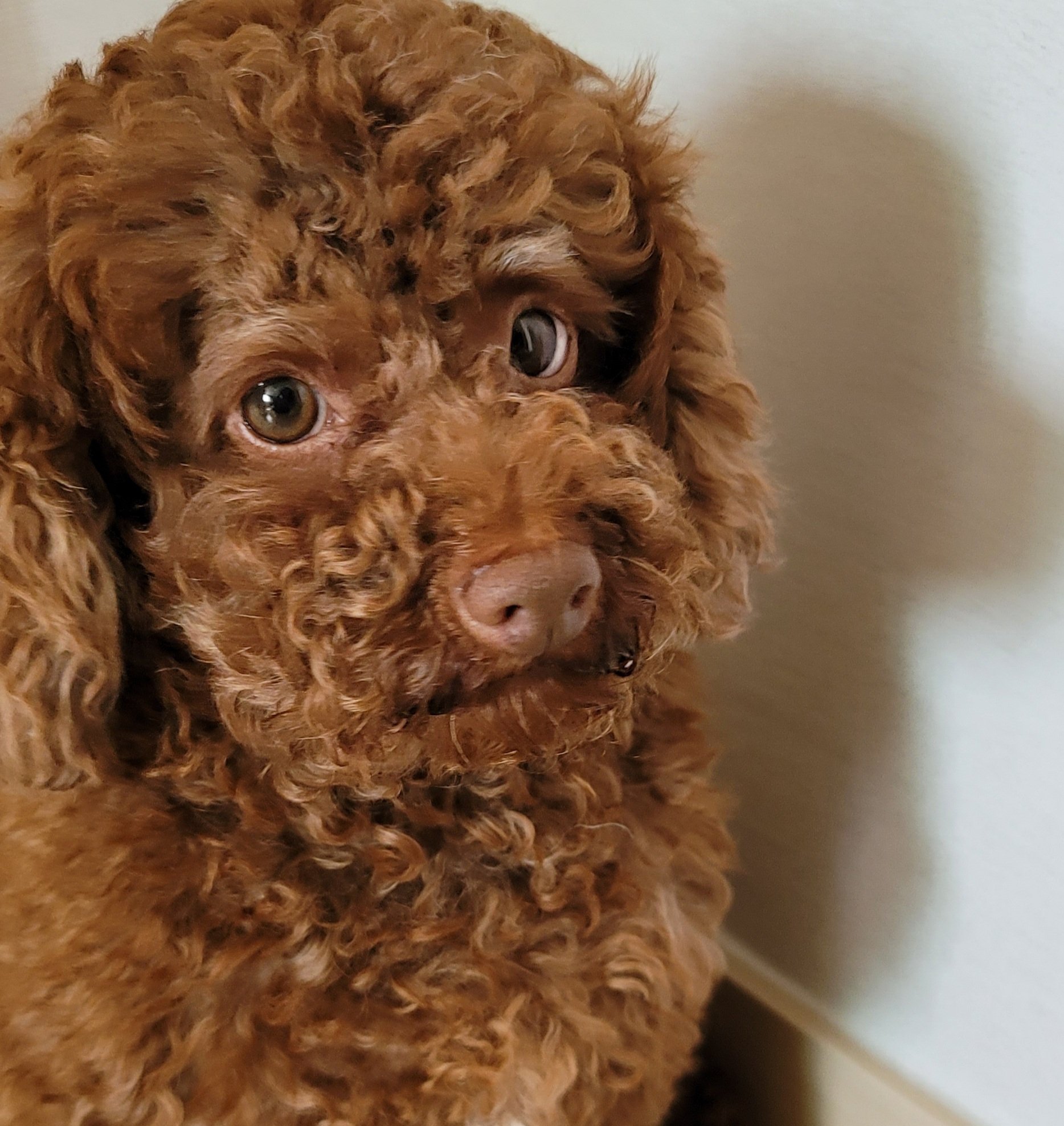 [잡담] 원필이는 이 강아지랑 ㄹㅇ 똑같이 생겼는데 견주분도 | 인스티즈