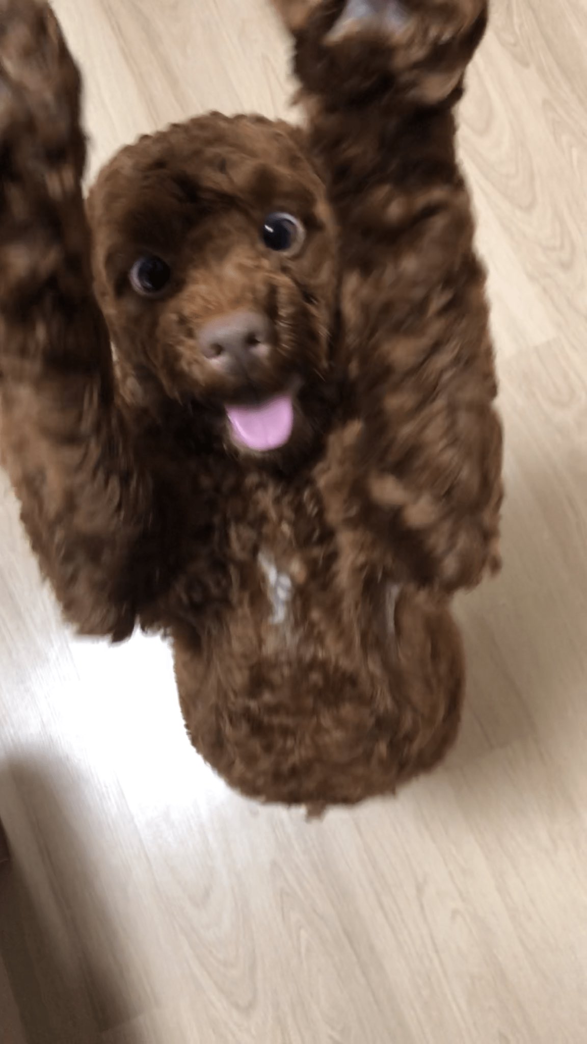 [잡담] 원필이는 이 강아지랑 ㄹㅇ 똑같이 생겼는데 견주분도 | 인스티즈