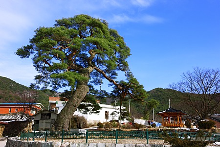 [잡담] 난 진심 큰방 제일가는 소나무라고 자부할 수 있음 | 인스티즈