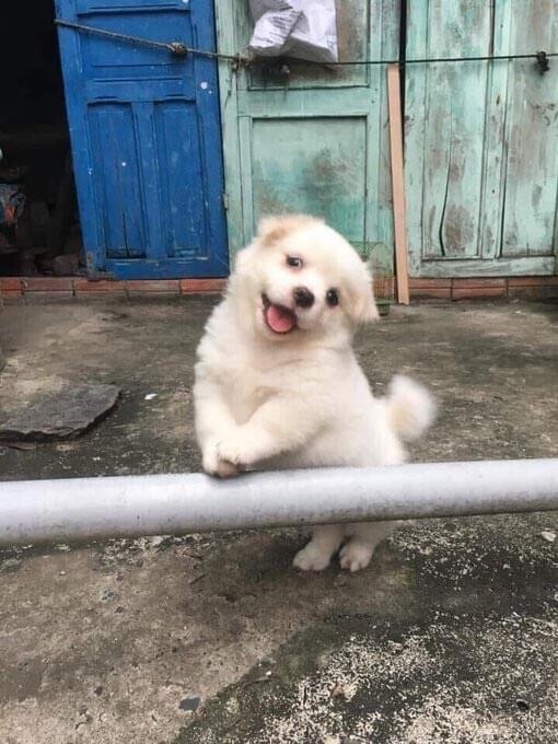 [잡담] 진심 과몰입이 아니라 이제노 강아지랑 개똑같음 진짜 | 인스티즈