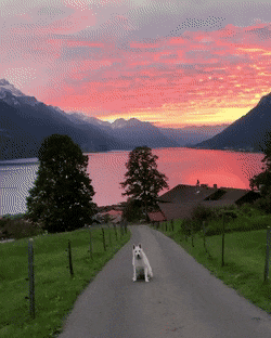 견주들이 천국 가면 보게 될 장면이래 | 인스티즈