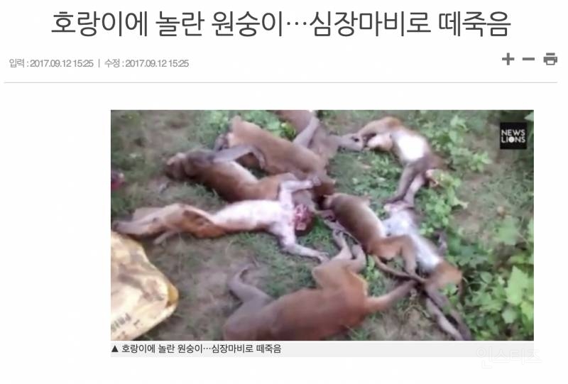 호랑이의 위엄 | 인스티즈