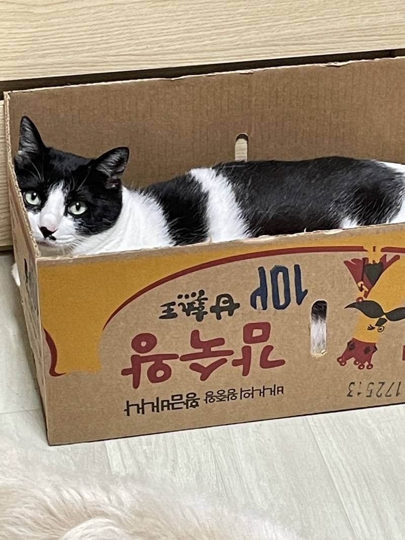 우리집 고양이 왕좌에 앉아버렸다..🥺 | 인스티즈