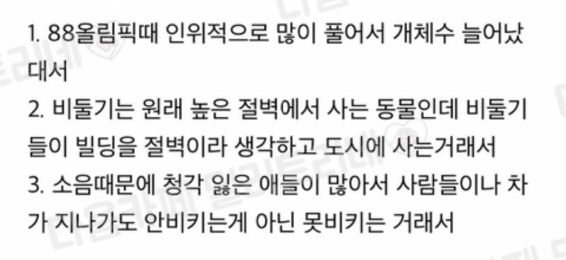 와 나 비둘기 안날라가는거보고 쟤넨 진짜 겁도 없냐 이랬는데 | 인스티즈