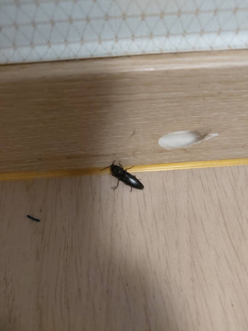 이거 바퀴벌레야? | 인스티즈