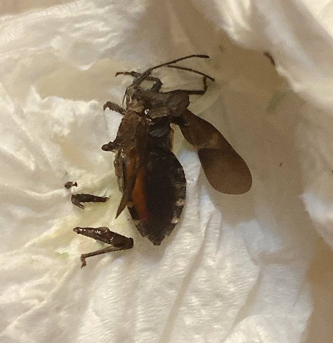 이거 무슨 벌레인지 아는 사람(벌레 싫어하는 사람 주의 | 인스티즈