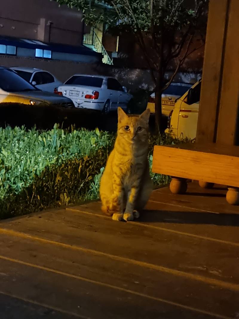 어제 집앞 공원에서 청소년 고양이 만났어! | 인스티즈