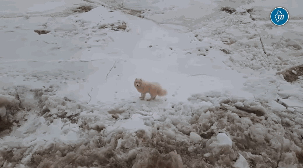 북극에서 발견된 강쥐래 | 인스티즈