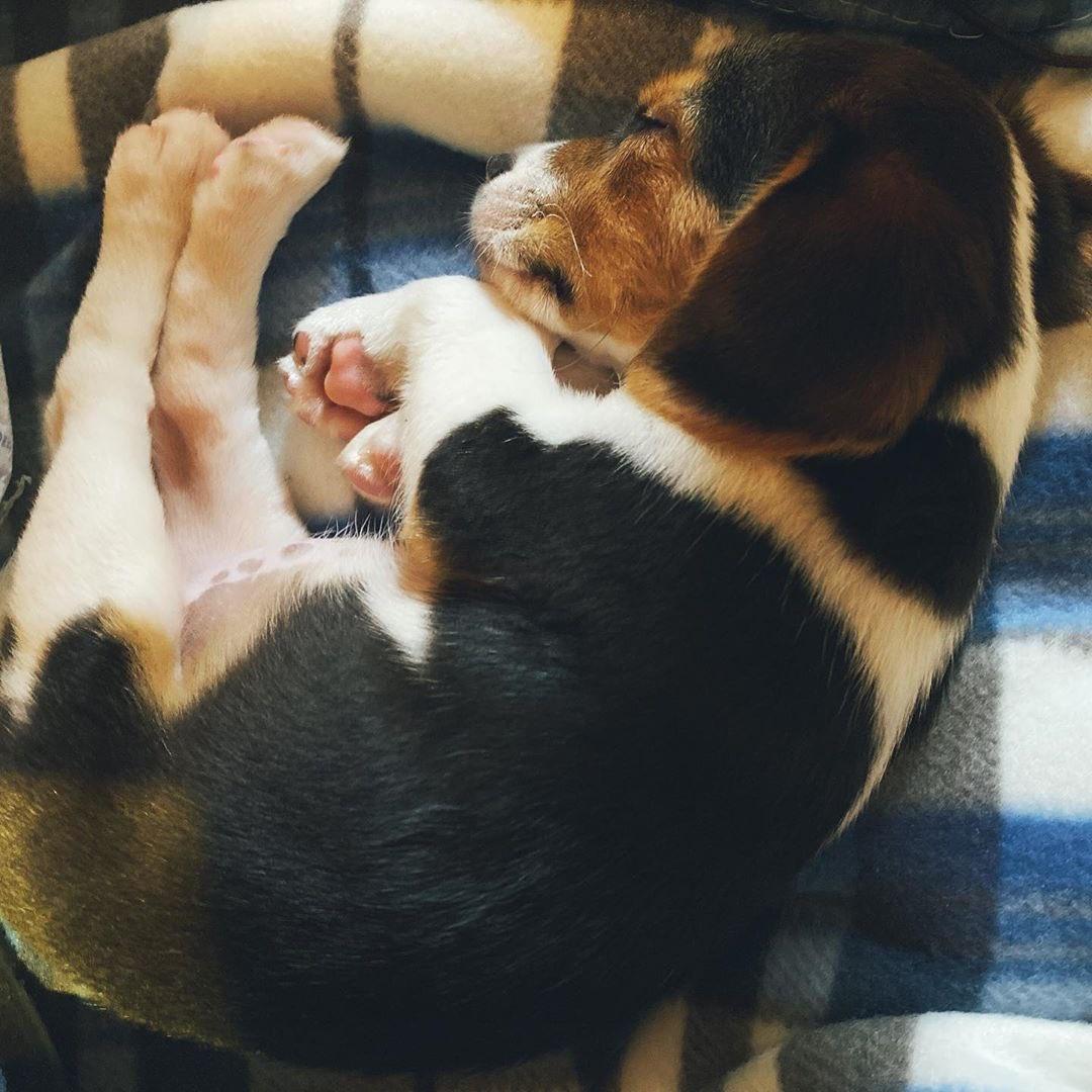 [잡담] 나 샤오쥔 사진보다가 요 강아지한테 빠져든거같음..(찐강아지임) | 인스티즈