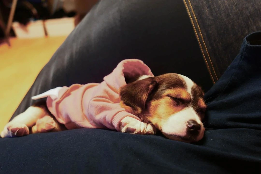 [잡담] 나 샤오쥔 사진보다가 요 강아지한테 빠져든거같음..(찐강아지임) | 인스티즈