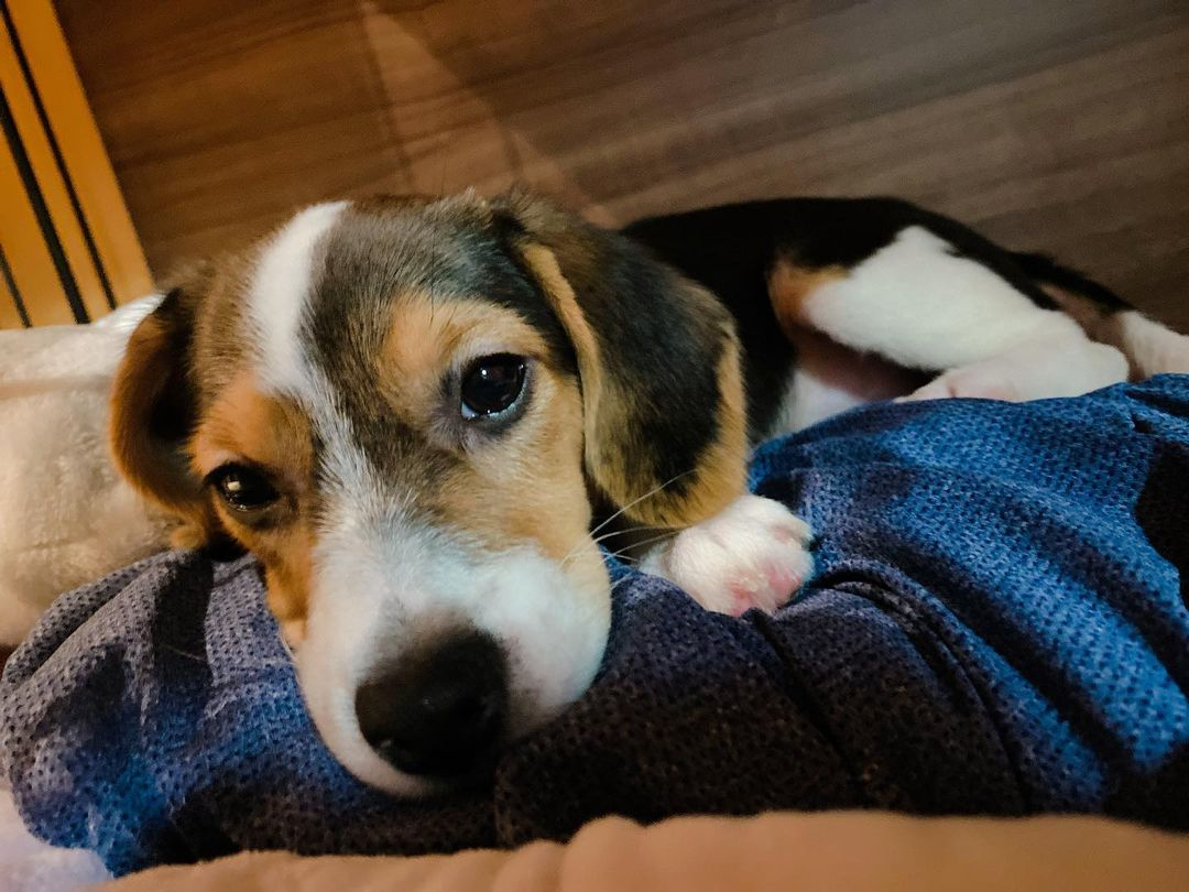 [잡담] 나 샤오쥔 사진보다가 요 강아지한테 빠져든거같음..(찐강아지임) | 인스티즈