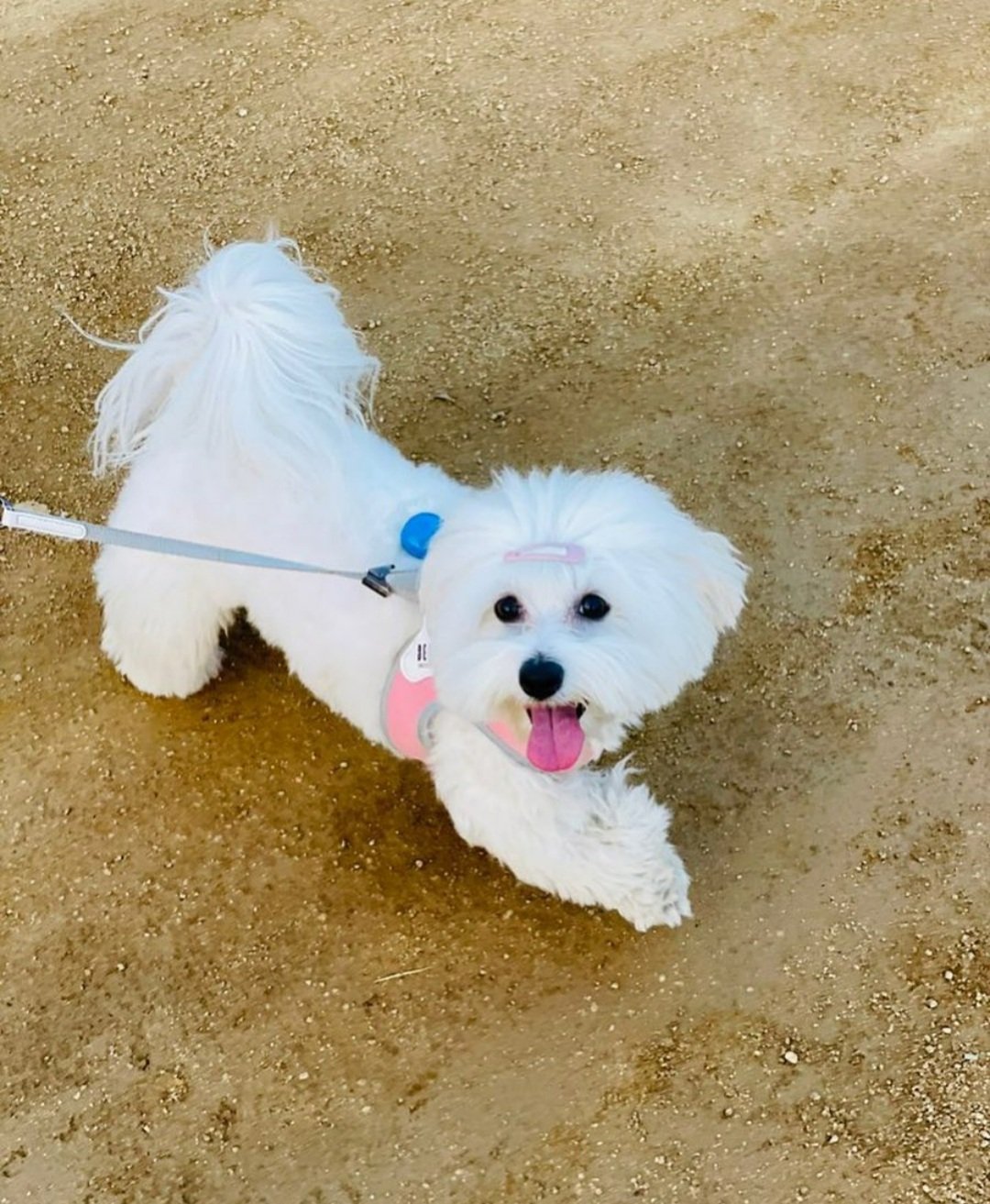 [잡담] 세븐틴 놀토 나올 때 승철이 반려견도 나온다고 말 왜ㅜ안 함? | 인스티즈