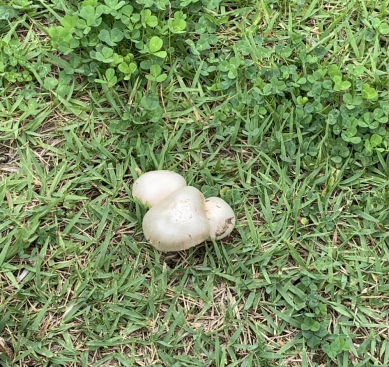 이거 무슨 버섯일까? | 인스티즈