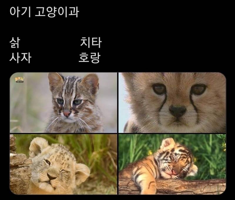 아기 고양잇과🥰 | 인스티즈