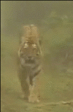 호랑이랑 마주치면 죽었다고 봐야하는 이유.gif | 인스티즈
