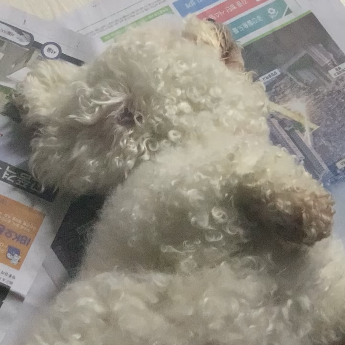 [잡담] 비숑이 다리가 짧아봐짜지 !! | 인스티즈