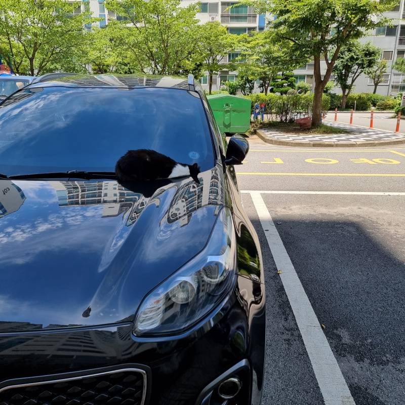 너네 이런 고양이 봤어?? | 인스티즈