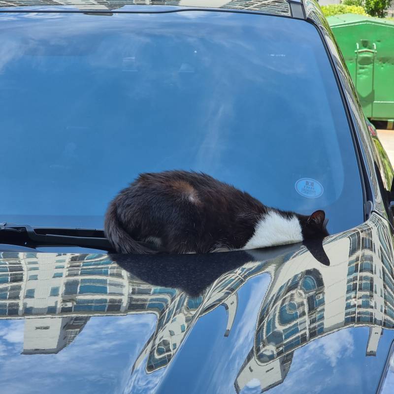 너네 이런 고양이 봤어?? | 인스티즈