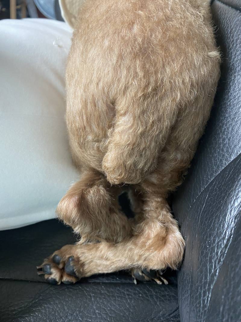 우리집 강아지 꿍디 | 인스티즈