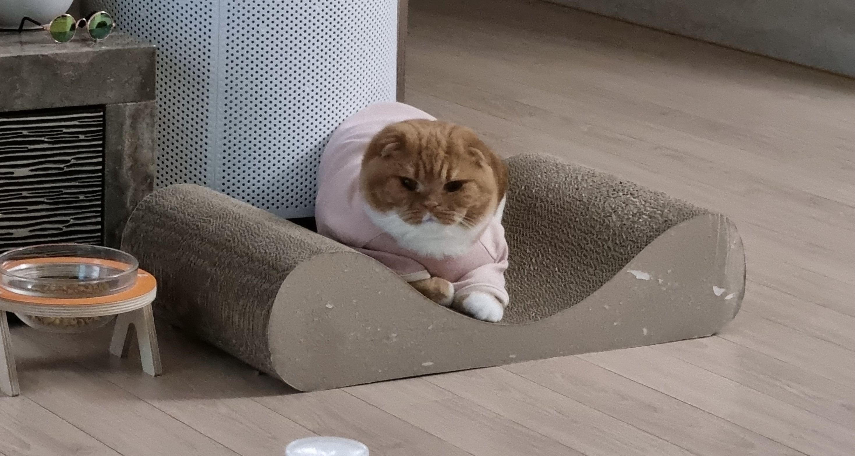 울고양이 옷입혀놨더니 소세지됐어 ㅋㅋ | 인스티즈