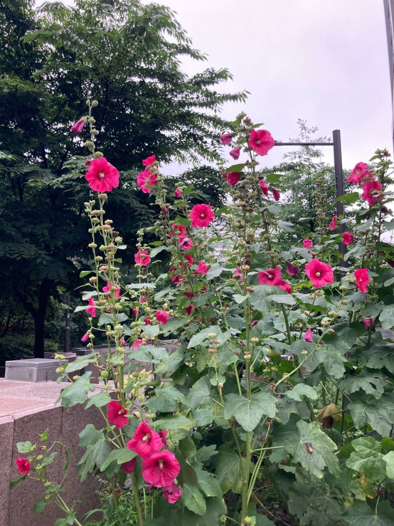 꽃잘알 계시나여 이거 진짜 무궁화인가여 | 인스티즈