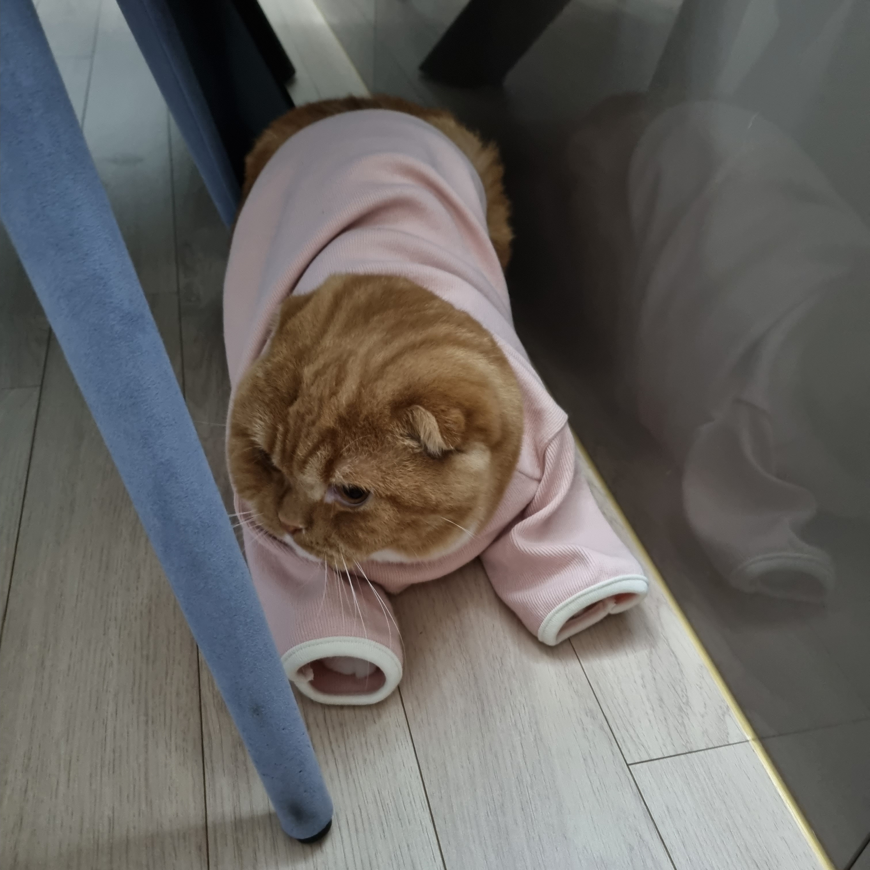 울고양이 옷입혀놨더니 소세지됐어 ㅋㅋ | 인스티즈