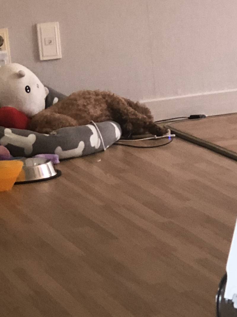 다른집 강아지들도 이래?? | 인스티즈