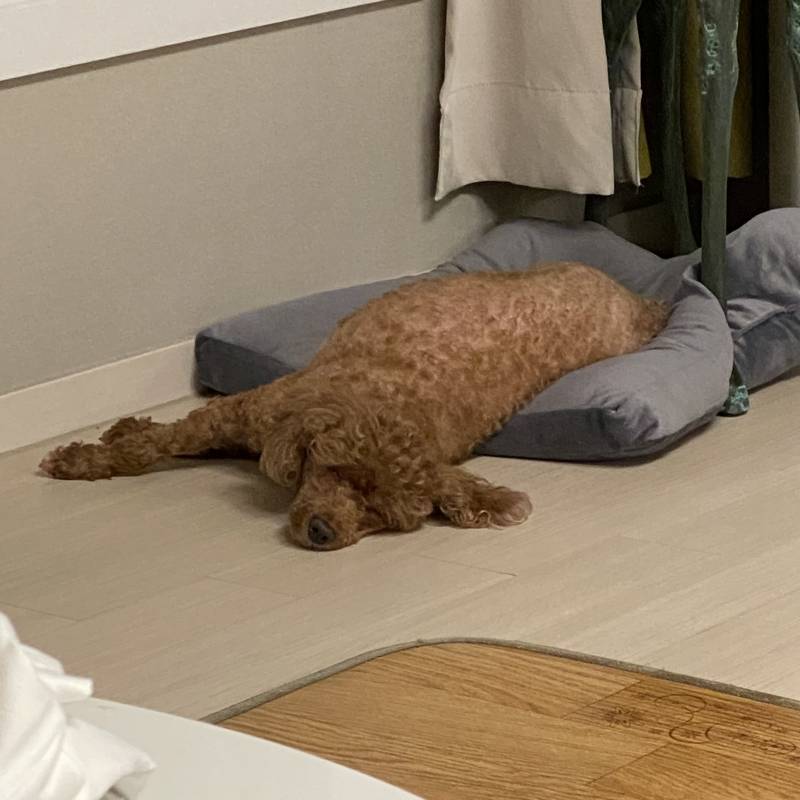 다른집 강아지들도 이래?? | 인스티즈