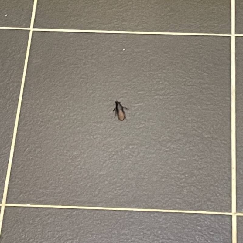 화장실에 벌레 나왔는데... 뭔 벌레니 ...(ㅎㅇㅈㅇ) | 인스티즈