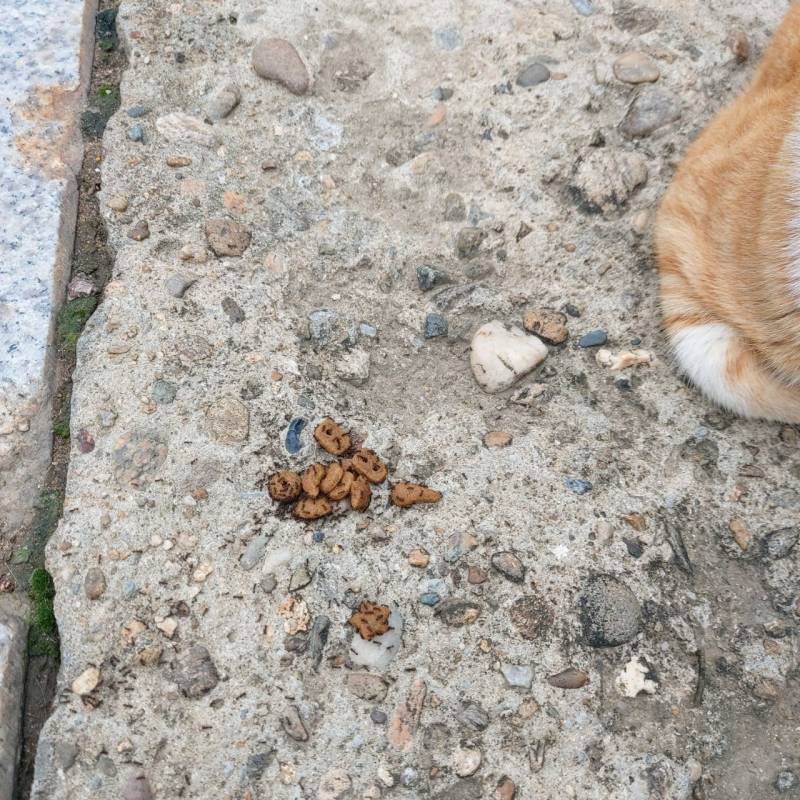 혐주의) 길고양이 밥주는 사람들 .. | 인스티즈