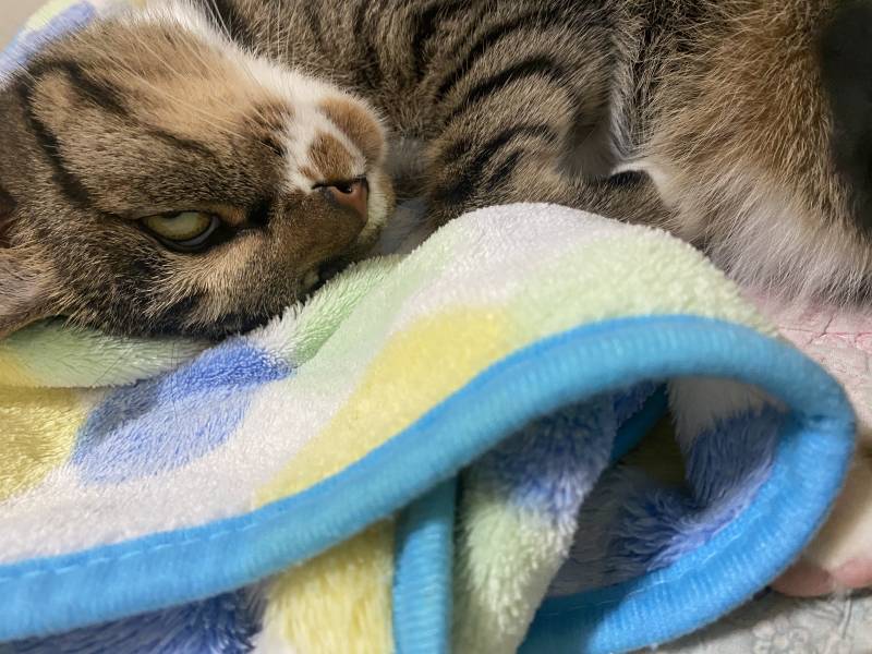 자고 있는데 건들이니깐 개째려봄 | 인스티즈