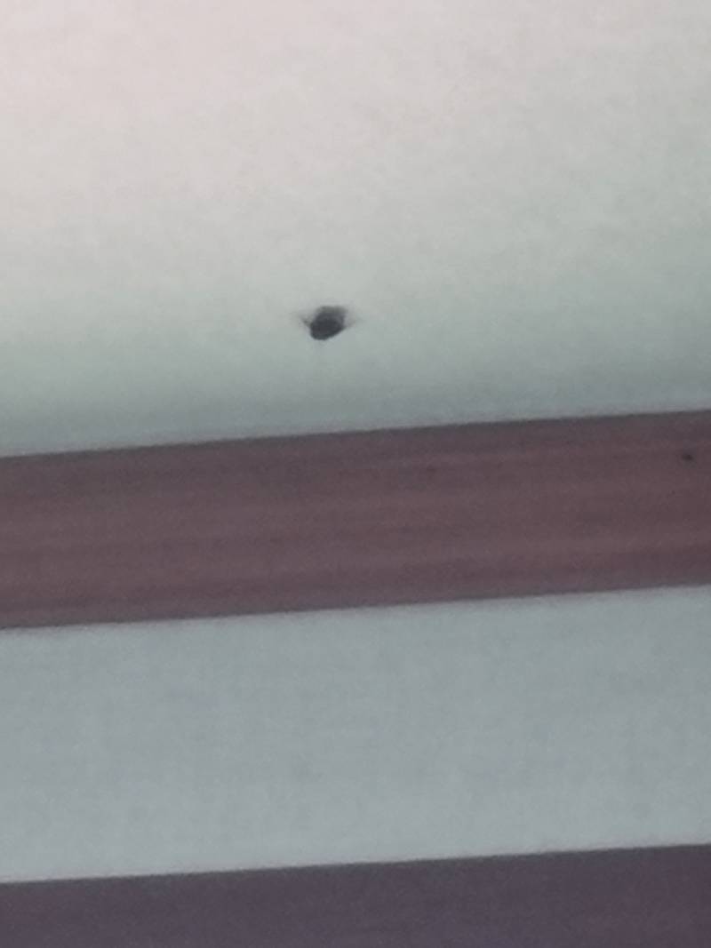 눈떴는데 바퀴벌레가 내 바로 위 천장을 기어디니고있어.. | 인스티즈