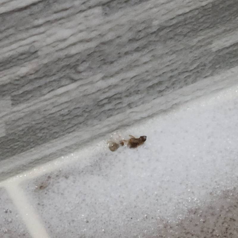 익들아 이거 독일바퀴야???? 사진있음 | 인스티즈