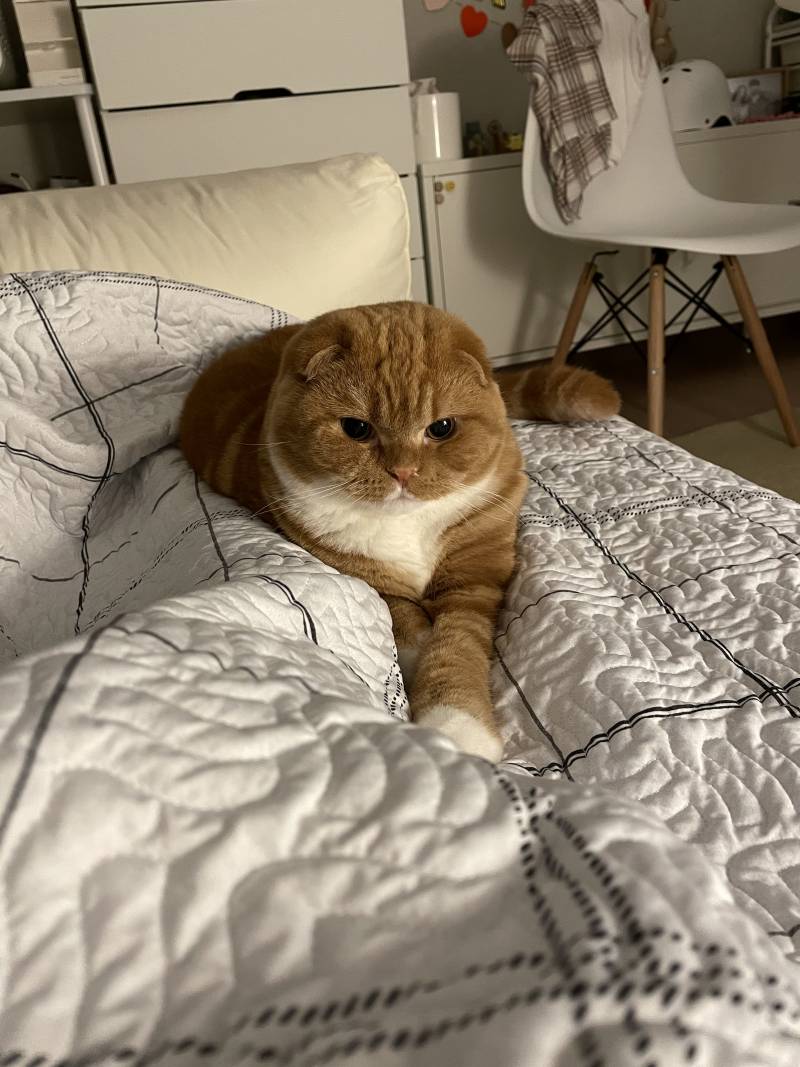 뚱뚱해서 낀거아닌데 | 인스티즈