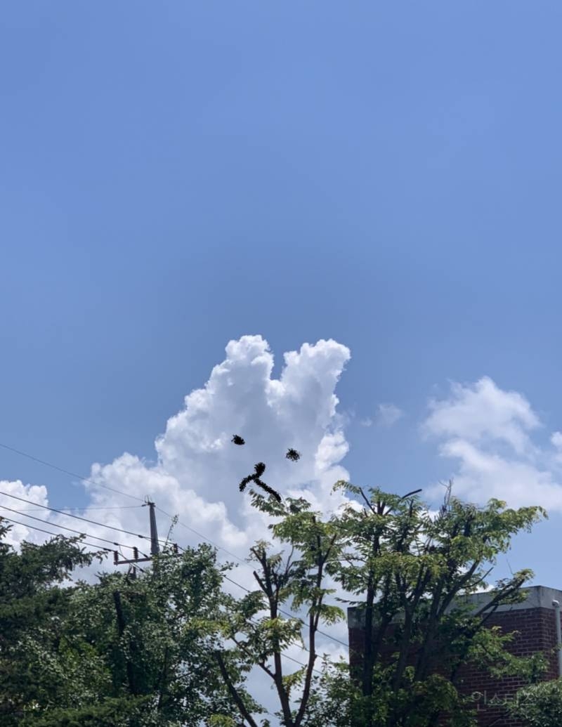토끼 모양 구름🐰🐰.,jpg | 인스티즈
