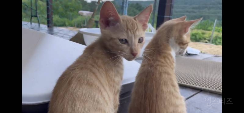 새끼고양이들이 이해가 안가는 한가지 | 인스티즈