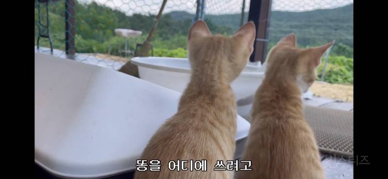 새끼고양이들이 이해가 안가는 한가지 | 인스티즈