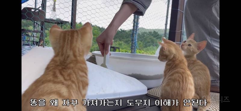 새끼고양이들이 이해가 안가는 한가지 | 인스티즈