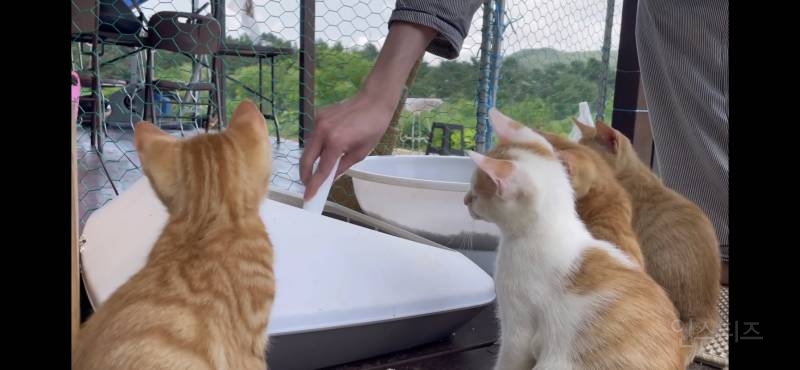 새끼고양이들이 이해가 안가는 한가지 | 인스티즈