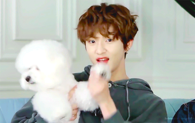 [잡담] 우리집 비숑 ㄷㅌ | 인스티즈